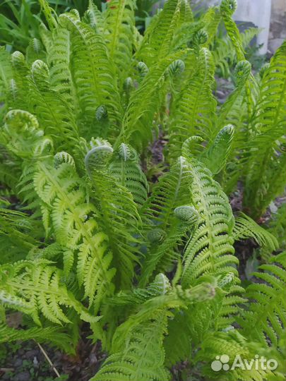 Продам саженцы