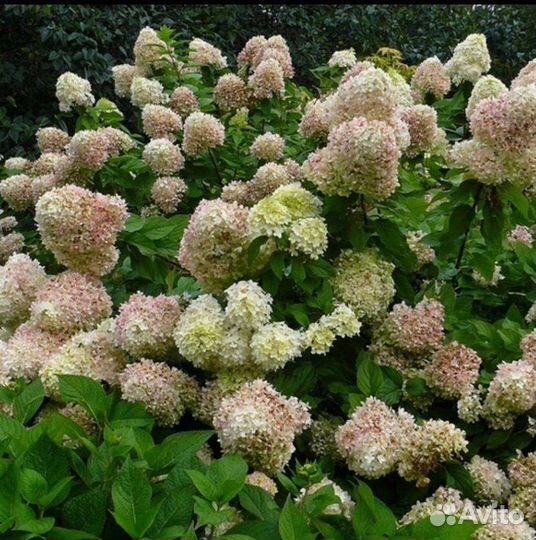 Гортензия метельчатая в ассортименте