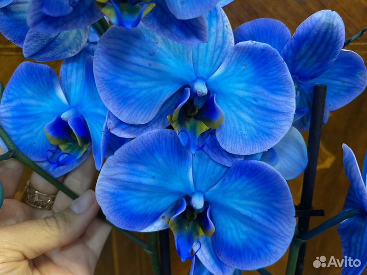Синяя орхидея