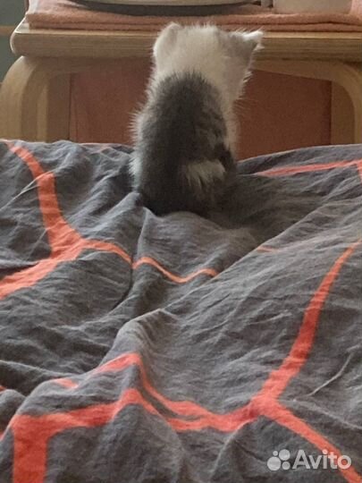 Шкет в добрые руки