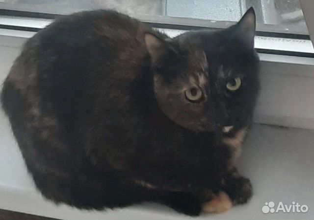 Кисам нужен дом