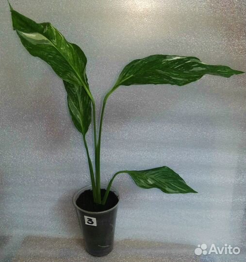 Спатифиллумы