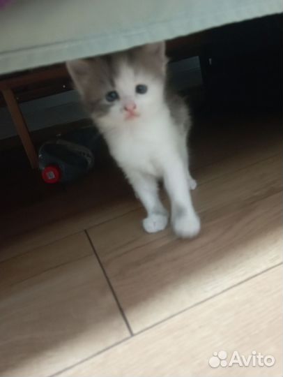 Кошка в дар