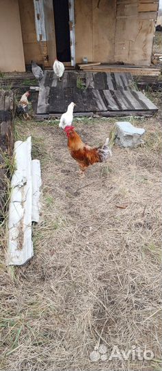 Молодые петухи