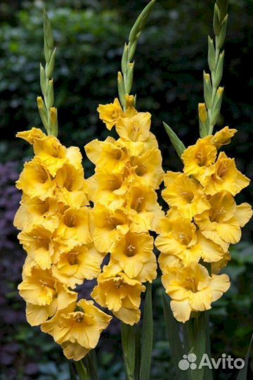 Гладиолусы Алабама