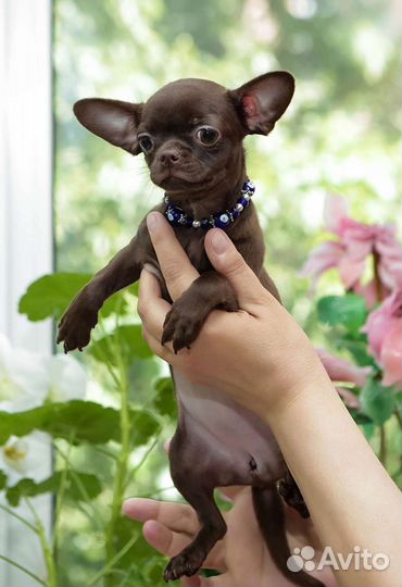 Чихуахуа шоколадная конфетка