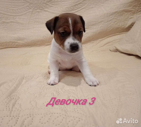 Щенки Джек Рассел терьер
