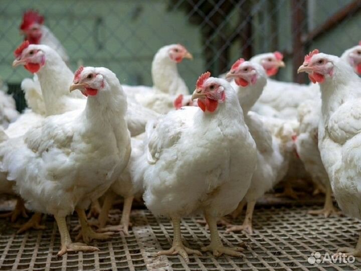 Куры несушки породы Ломан Браун