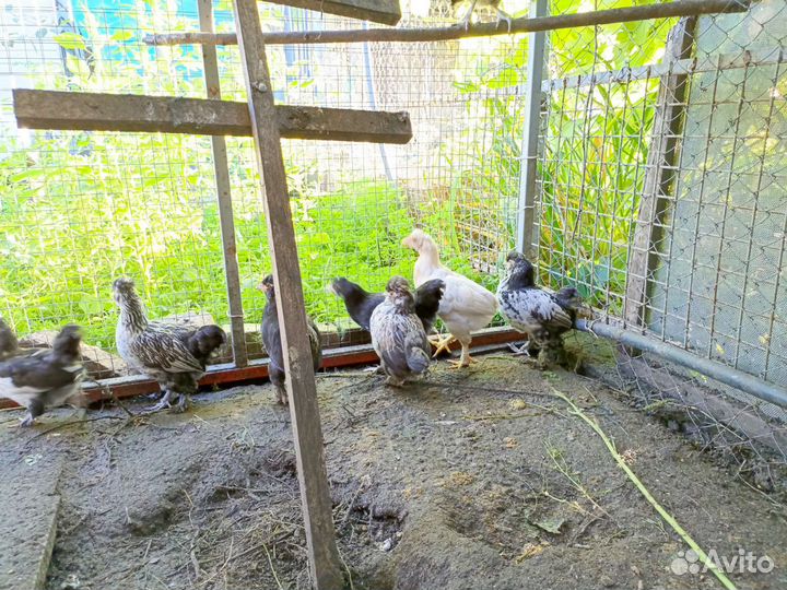 Куры бентамки