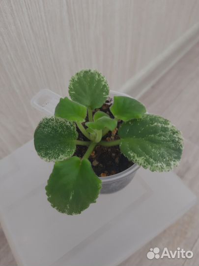 Фиалка buckeye seductress