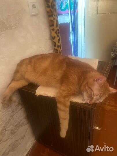 Отдаю кота в добрые руки