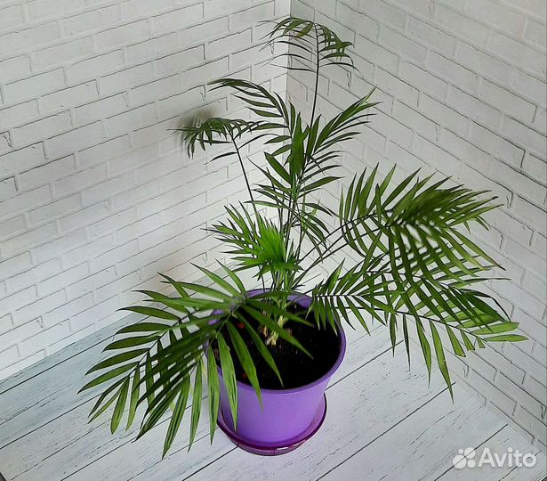 Хамедорея элеганс