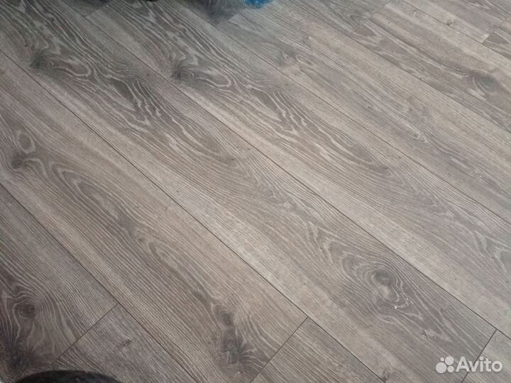 Куры несушки, цыплята