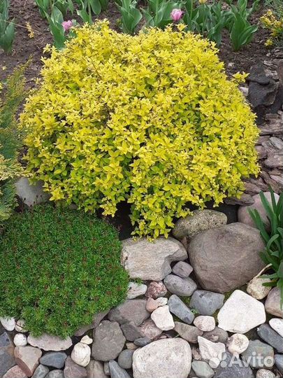 Спирея голден принцесс, золотой огонь, саженцы
