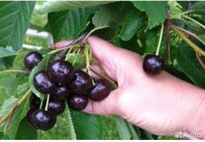 Саженцы вишни черешни абрикос