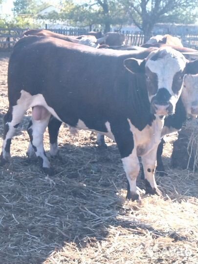 Быки на племя