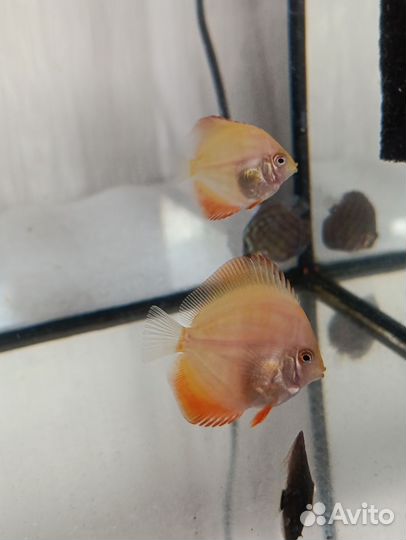 Продажа дискусов