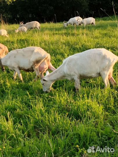 Продаю козочек