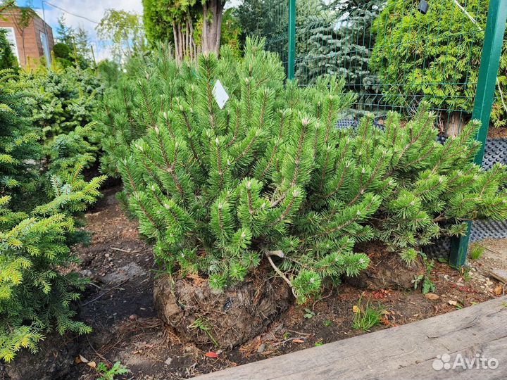 Сосна горная