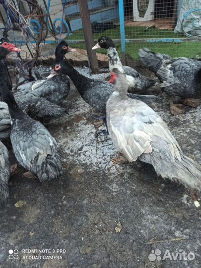 Мускусные утки тяжелые линии