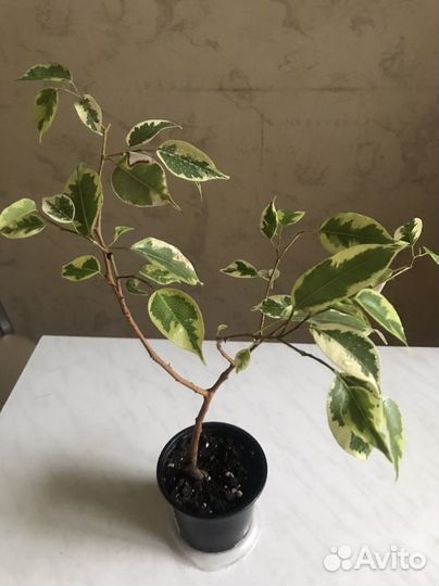 Фикус бенджамина