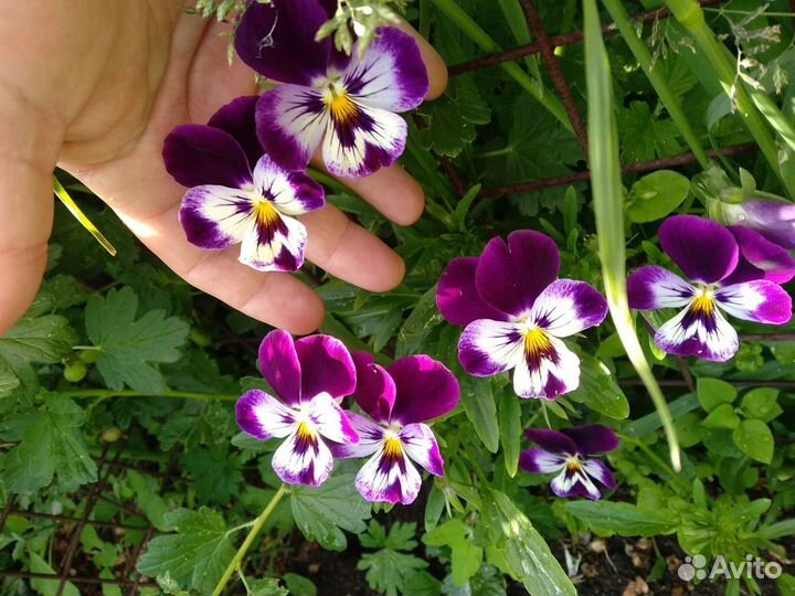 Рассада базилик, мелисса, анютины глазки