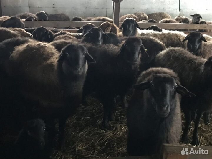 Бараны курдючные гиссарской и эдильбаевской породы