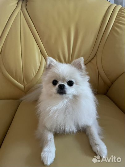 Померанский шпиц мини девочка вязка