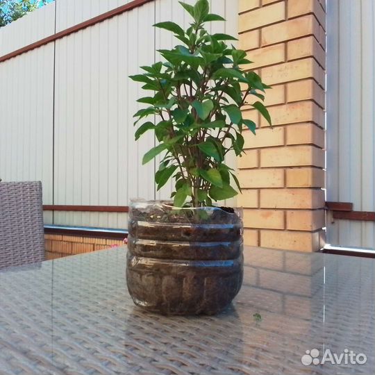 Кипрский многолетний комнатный базилик