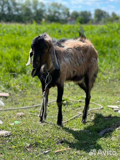 Вязка козел