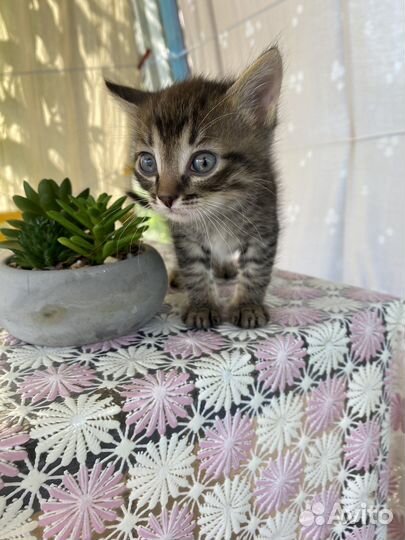 Отдам котят в добрые руки