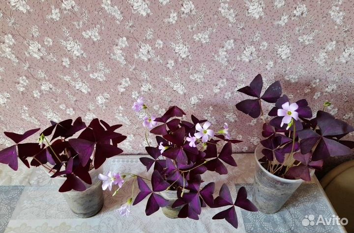 Кислица / Оксалис Бабочки