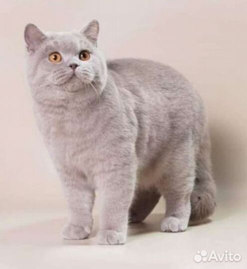 Шикарная британская девочка