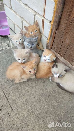 Котята в добрые руки