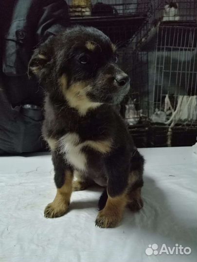 Отдадим в добрые руки щенков