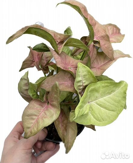 Сингониум неон пинк