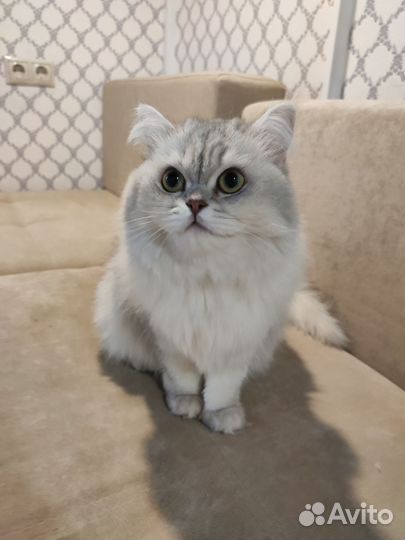 Кошка