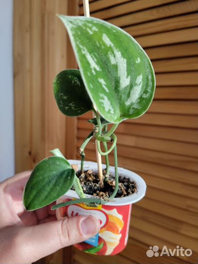 Сциндапсус расписной