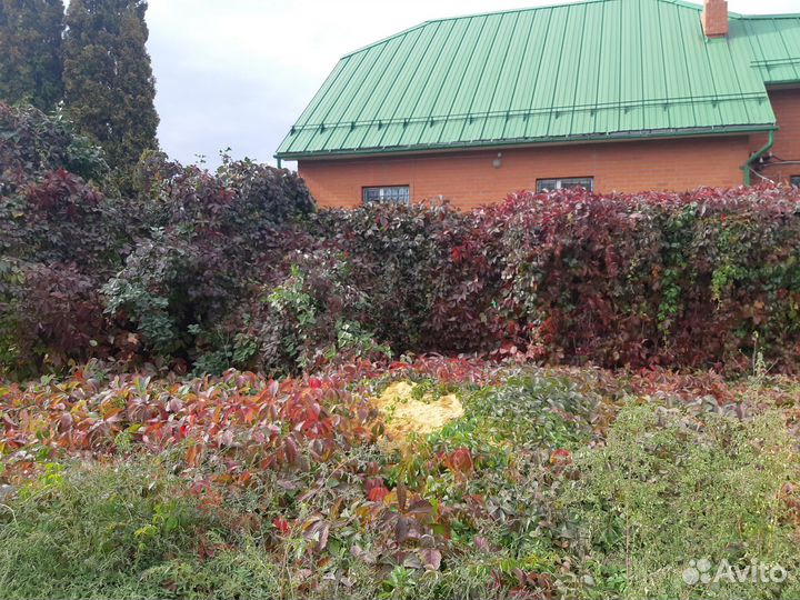 Девичий, дикий виноград