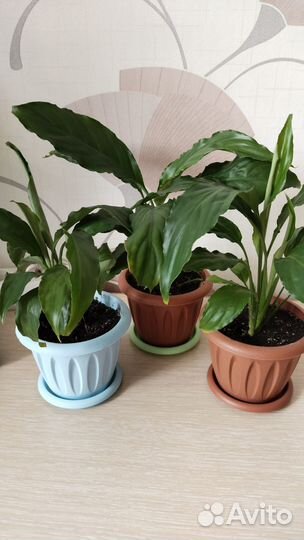 Комнатные цветы