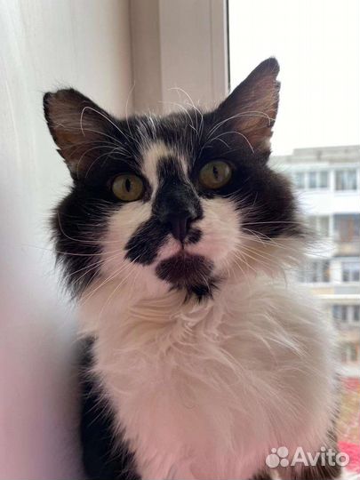 Лелик в добрые ручки :)