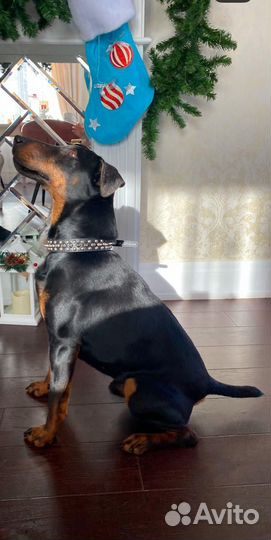 Вязка ягдтерьера