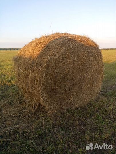 Сено солома в тюках