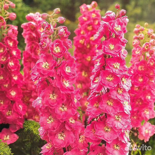 Дельфиниум (семена)