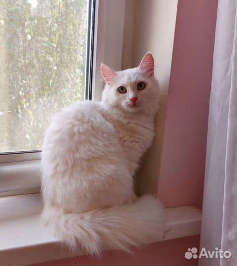 Роскошная белая ангорская пушистая кошка Жасмина