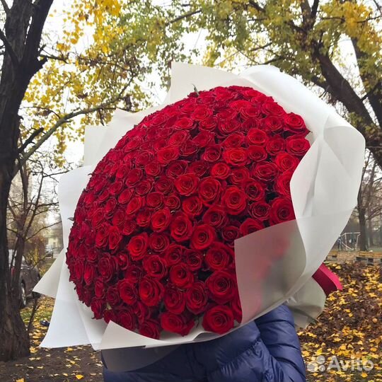 101 Роза цветы 201 101 51 Роза