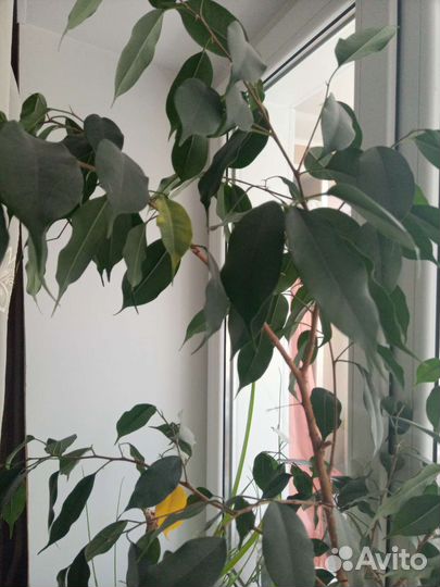 Фикус бенджамина