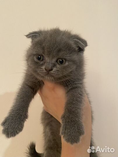 Шотладские вислоухие котята