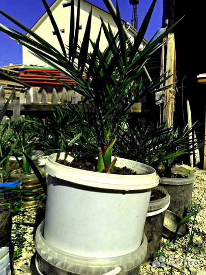 Финиковая пальма