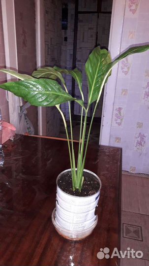 Спатифиллум